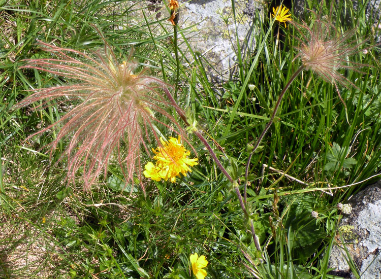 Fiori e frutti di Geum montanum